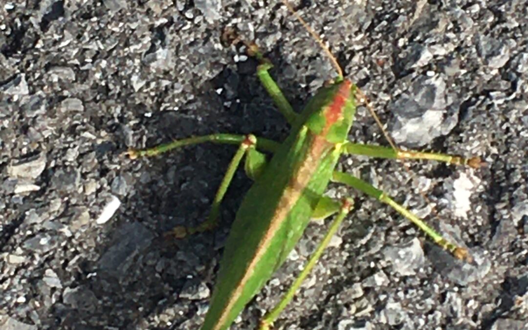 Insecte d été